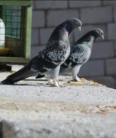 two birds are standing on the edge of a ledge