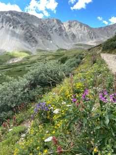 wildflowers and other flowers grow along the side of a mountain trail with mountains in the background