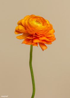 an orange flower is shown in front of a white background with the words,'i love you mom'written on it