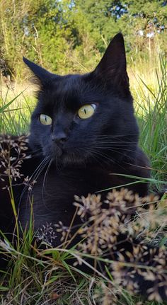 a black cat with yellow eyes laying in the grass