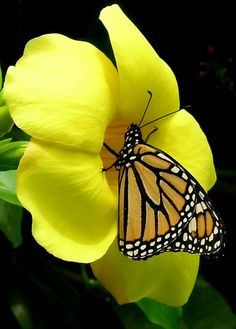 a butterfly sitting on top of a yellow flower