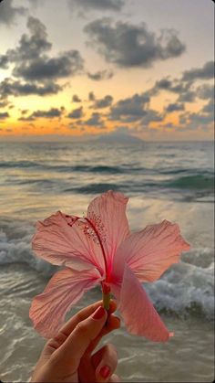 a person holding up a pink flower in front of the ocean at sunset or sunrise