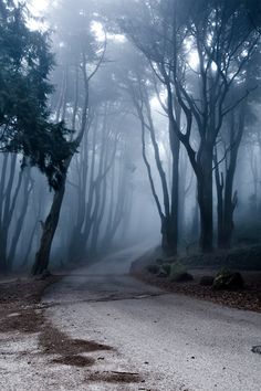 an empty road surrounded by trees in the fog