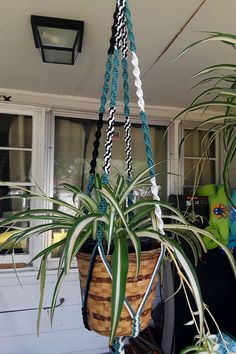 a potted plant hanging from a ceiling