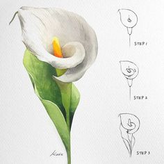 a white flower with green leaves and instructions on how to draw it in watercolor