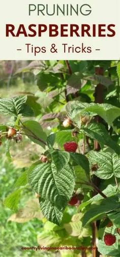 raspberries growing on the bush with text overlay reading pruning raspberries tips and tricks