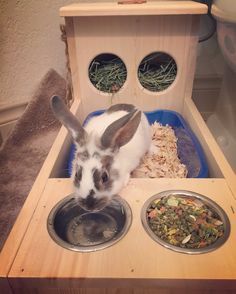 a rabbit eating food out of a bowl