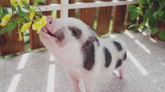 a small pig standing on top of a cement floor next to a plant with yellow flowers