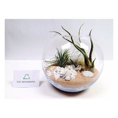 an air plant in a glass bowl filled with sand and rocks