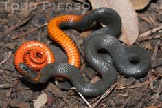 an orange and black snake laying on the ground