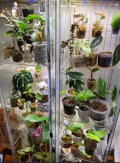 many potted plants are on display in a glass case