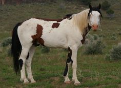 a brown and white horse standing on top of a lush green field