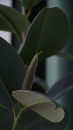 a plant with large green leaves on it