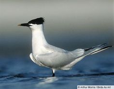 a white and black bird standing on the water