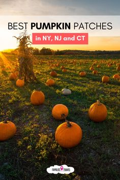 pumpkins in the field with text overlay saying best pumpkin patches in ny, n y and ct