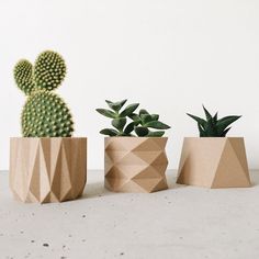 three small cactus plants in geometric shapes