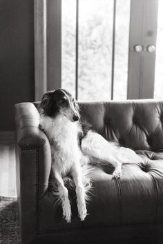 a dog sitting on top of a leather couch