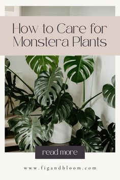 a houseplant with text overlay that reads how to care for monster plants