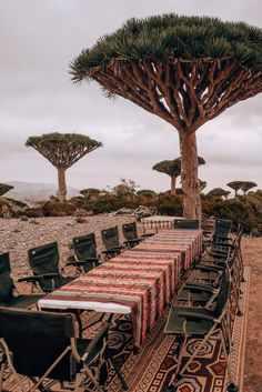 an outdoor dining area with tables and chairs under a large, tree - like structure