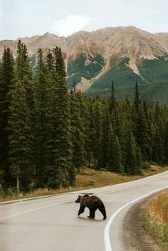 a bear crossing the road in front of mountains