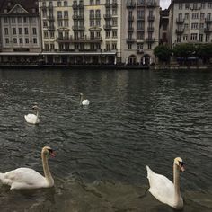 three swans are swimming in the water near buildings