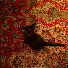 a black cat laying on top of a colorful rug