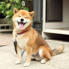 a brown and white dog sitting on the ground with its tongue hanging out while panting