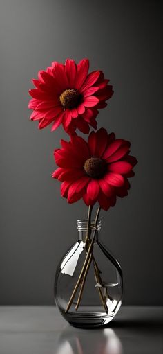 three red flowers are in a clear vase