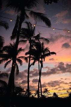 palm trees are silhouetted against the evening sky with string lights strung from them in front of an orange and pink sunset