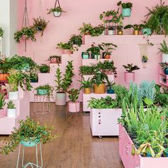 a room filled with lots of potted plants on top of pink walls and wooden floors