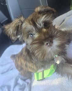 a small brown dog sitting on top of a blanket