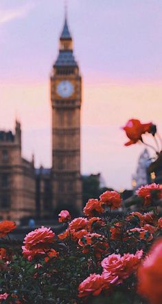 the big ben clock tower towering over the city of london, england with red flowers in foreground