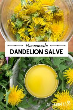 homemade dandelion salve in a glass bowl with flowers around it and the title overlay reads homemade dandelion salve