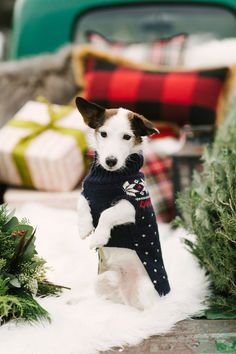 a small dog is wearing a sweater and standing on its hind legs in the snow