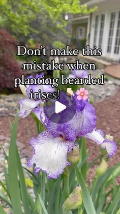 a purple flower with the words don't make this mistake when planting bearded irises