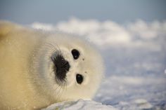 a close up of a baby seal in the snow with it's eyes open