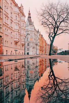 a tree is reflected in the water next to some buildings