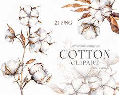 watercolor cotton plant clipart with white flowers and brown leaves, hand painted on a white background