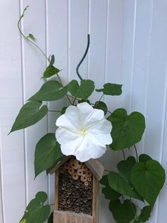 a bird house with a white flower on the top and some green leaves around it