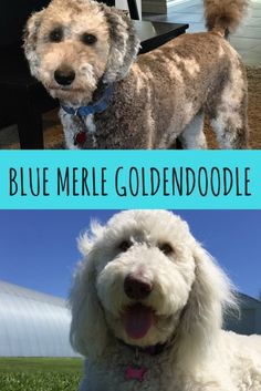 two pictures of a dog with blue merle goldendoodles on it's face