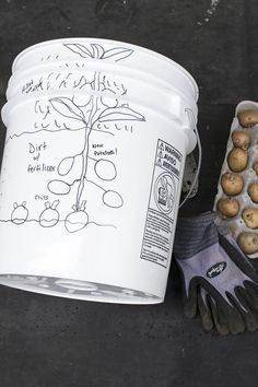 a white bucket filled with potatoes next to gardening gloves and an egg carton on the ground