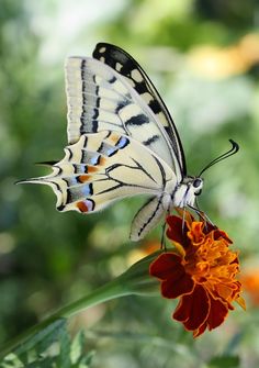 a white and black butterfly sitting on an orange flower