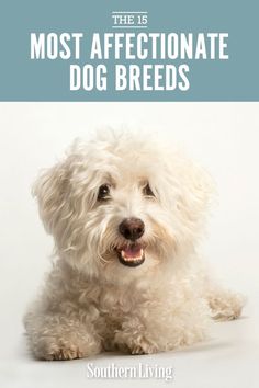 the 11 most affectionate dog breeds southern living magazine cover with a cute white dog