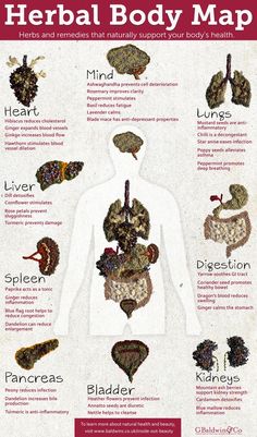 Body Map, Natural Healing Remedies, Herbal Healing, Home Health Remedies, Herbs For Health, Herbs And Spices, Healing Herbs, Natural Health Remedies, The Human Body