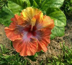 an orange and yellow flower in the middle of some green leaves with dirt on the ground