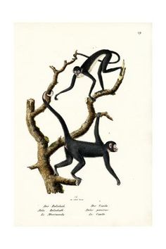 two monkeys hanging on to tree branches with one reaching for the other's tail