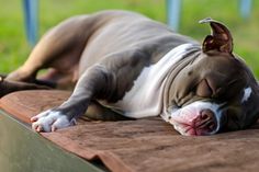 a brown and white dog laying on top of a wooden table next to green grass