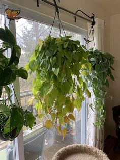 18 Ways to Decorate With Philodendrons in Home | Balcony Garden Web