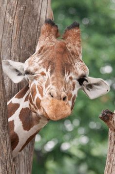 a giraffe standing next to a tree with it's head sticking out