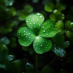 a four leaf clover with water droplets on it